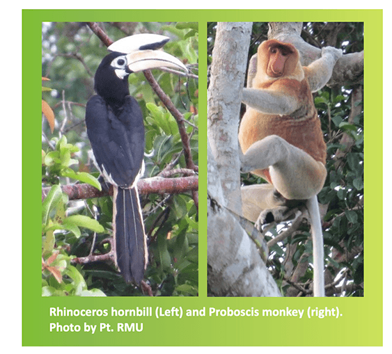 A rhinoceros hornbill and probosci monkey